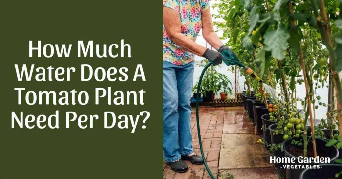 How much water to tomato plants need