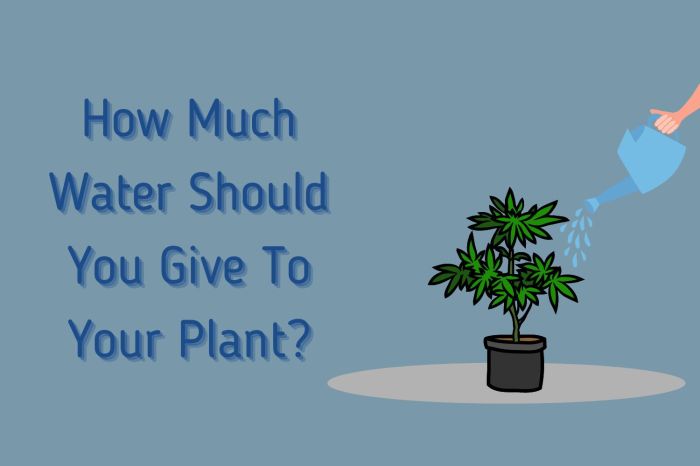 How much water to give a weed plant