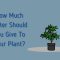 How Much Water to Feed Plants?