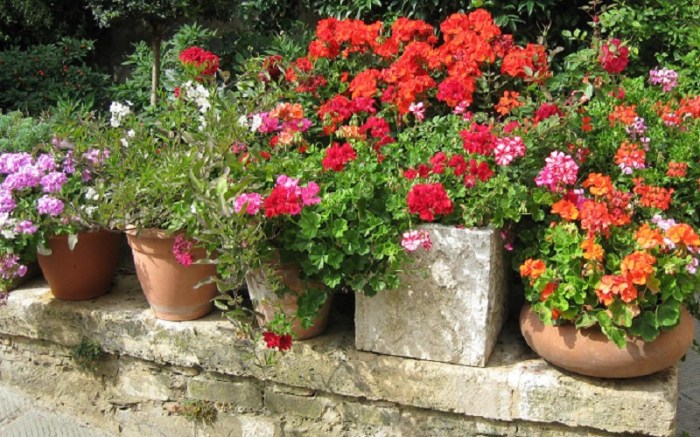 How often do you water a geranium plant