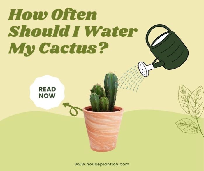 How often do i water outdoor plants