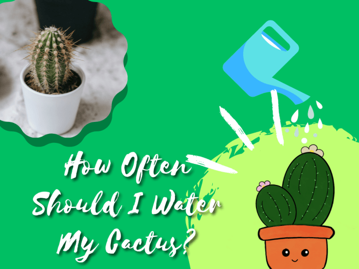 How often do i water my cactus plant