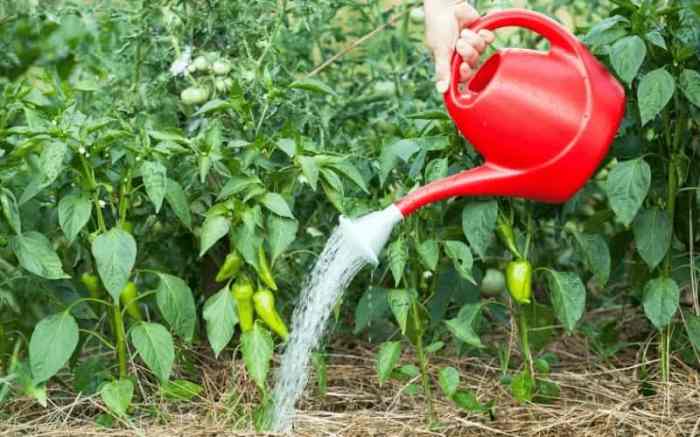 How often do you water green pepper plants