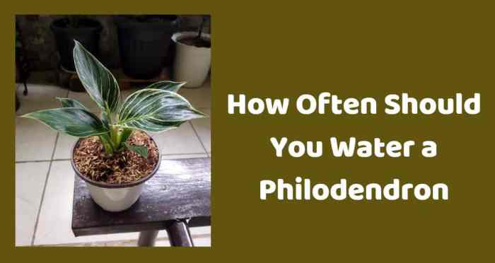 How often do i water potted plants