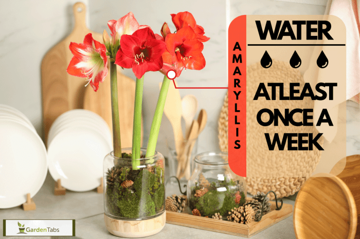 Amaryllis plantopedia watering