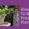 How Often Do Prayer Plants Need Water?