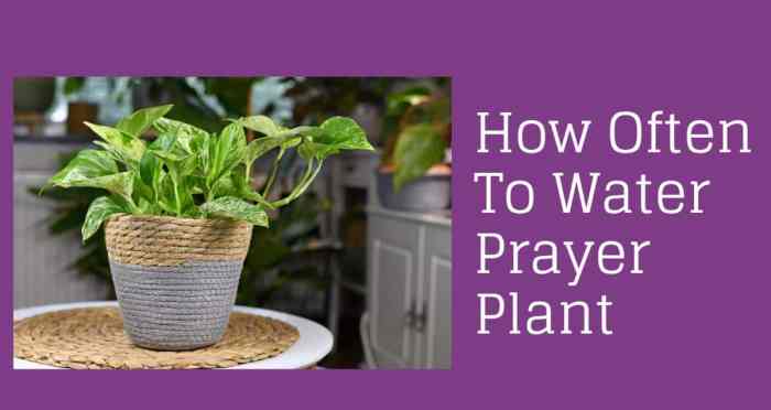 How often do prayer plants need water