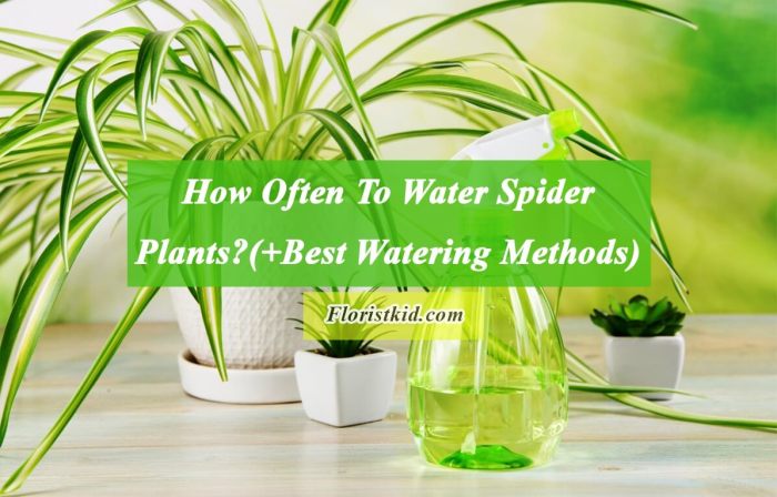 How often do u water spider plants