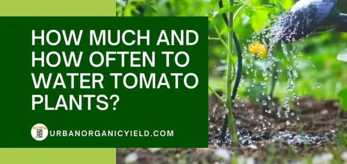 How often do you water cherry tomato plants