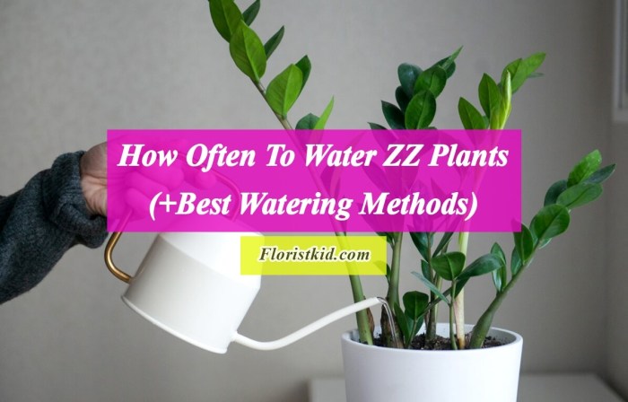 How often do i need to water plants