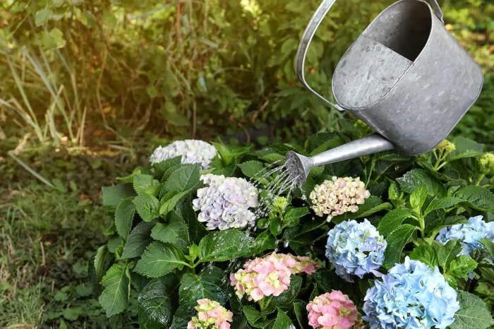 Hunker hydrangea hydrangeas often