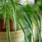 How Much Water to Give Spider Plants