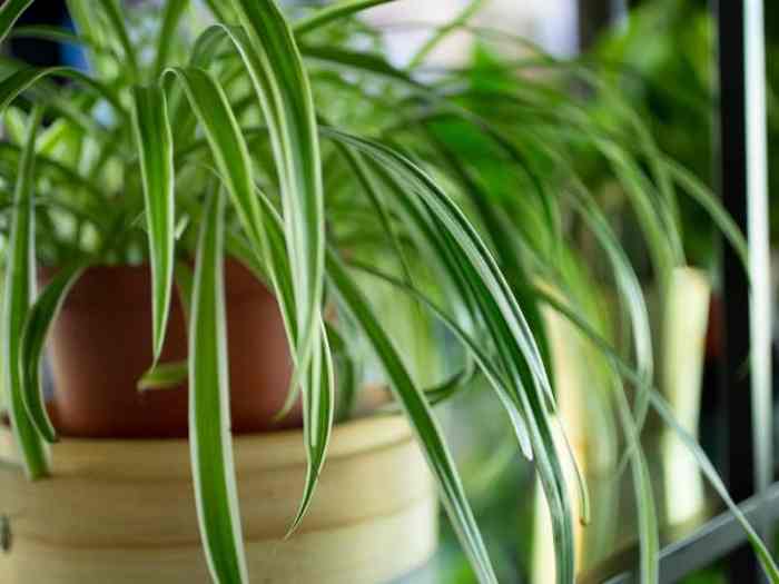 How much water to give spider plant