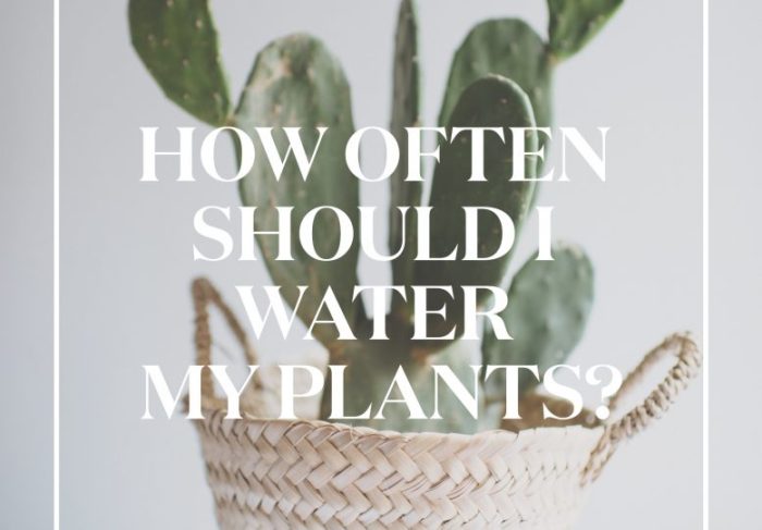 How often and how much to water plants