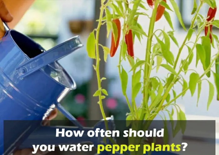 How often do i water bell pepper plants