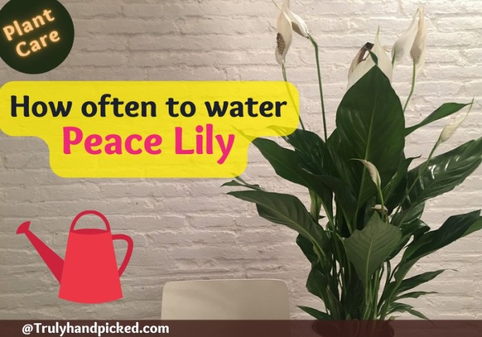 How often do you water a peace plant