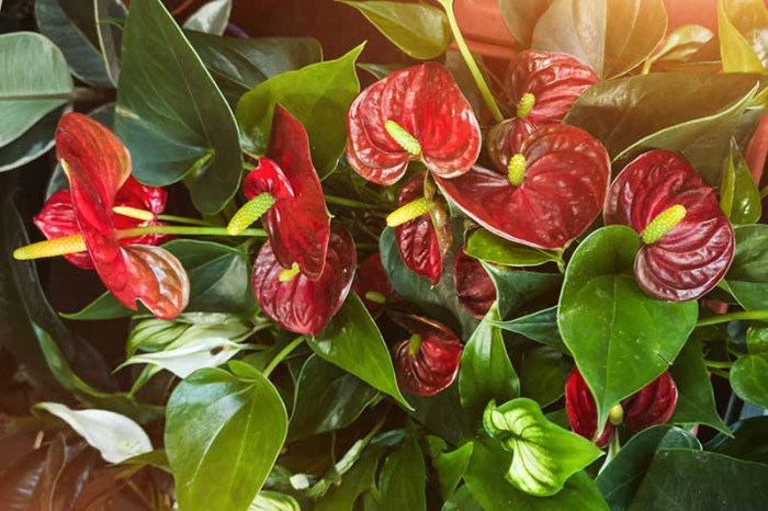 How often do you water anthurium plant