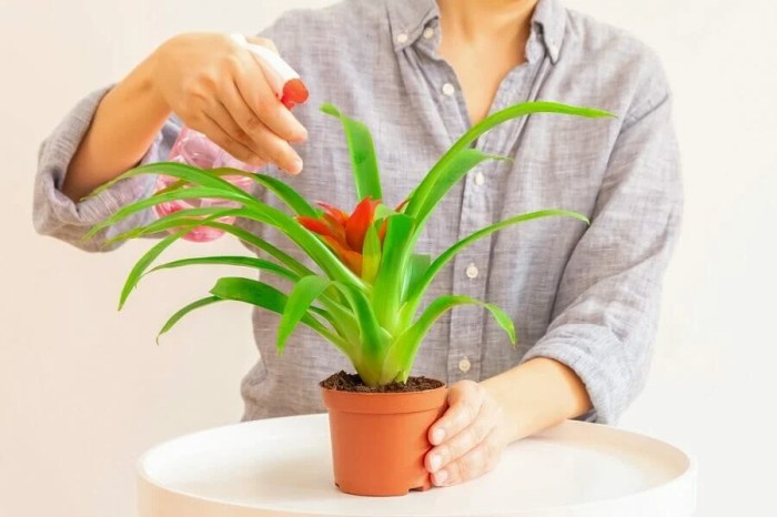 How often do i water a bromeliad plant