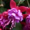 How Often Do You Water a Fuchsia Plant?