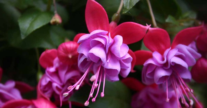 Fuchsia wilting why gardenerspath watering