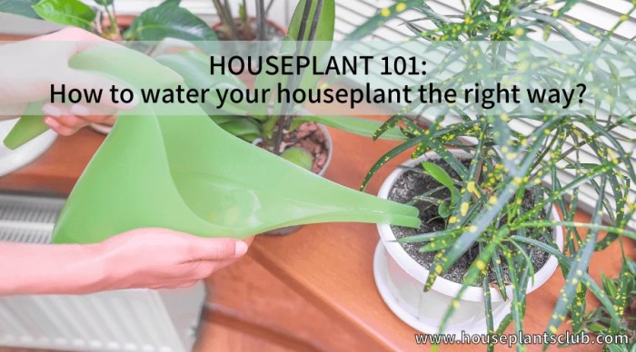 How much water to give house plants