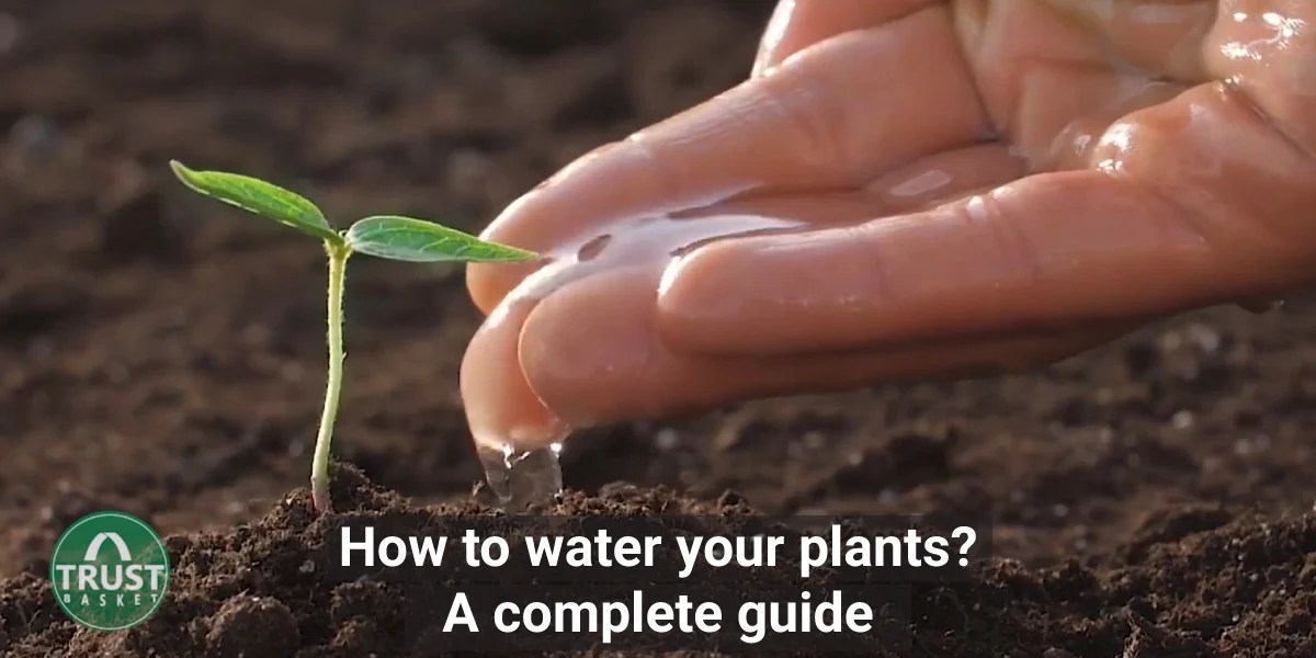 How much water to give outdoor plants