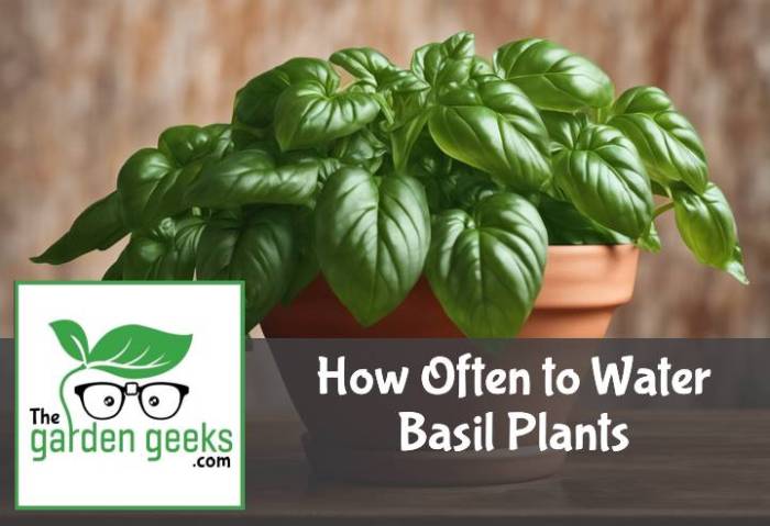 How much water to give basil plant