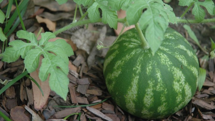 How often do i water my watermelon plants