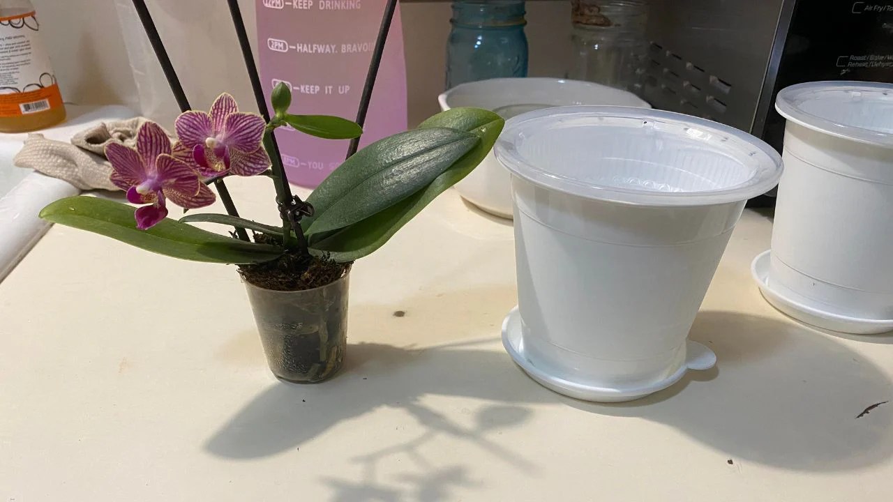 How much water to give orchid plant