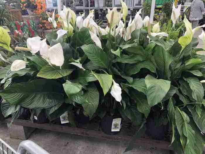 How often do you water a spathiphyllum plant