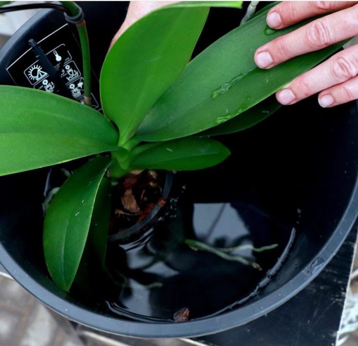 How much water to give orchid plant