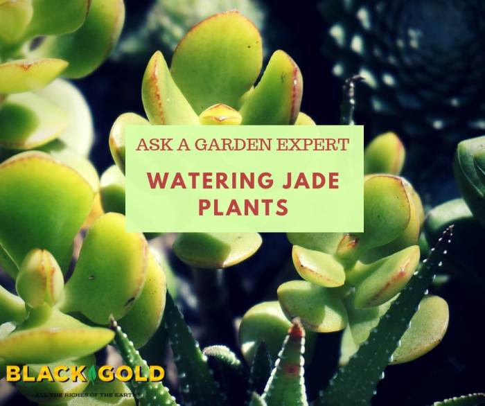 How much water to give a jade plant