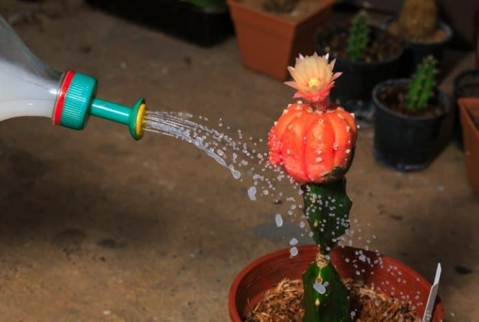 How often do i water a cactus plant