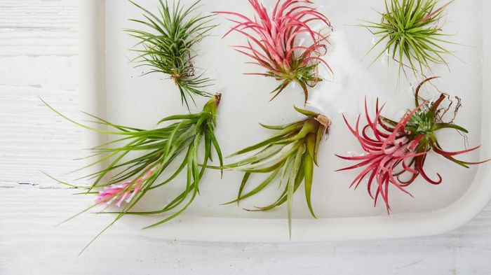 How often do i water an air plant