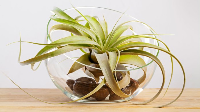 How often do i water an air plant