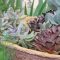 How Often Do I Water a Succulent Plant?