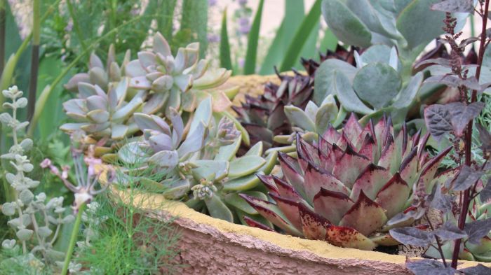 How often do i water a succulent plant