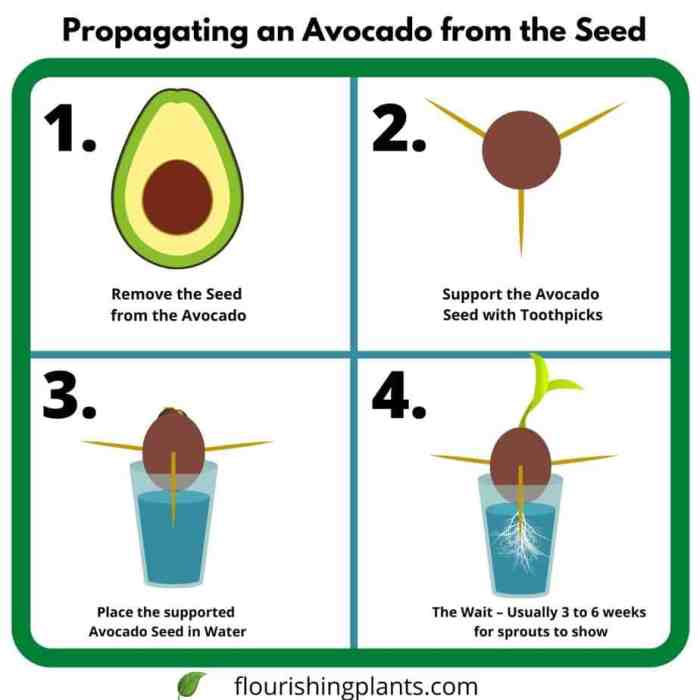 How often do you water avocado plants