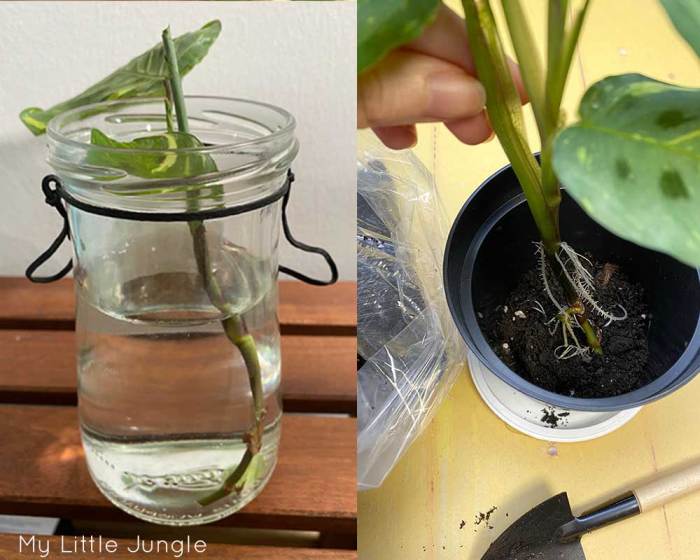 How often do prayer plants need water