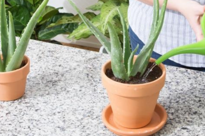 How much water to give aloe plant