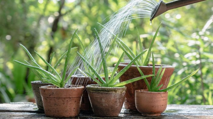 How often do u water aloe plants