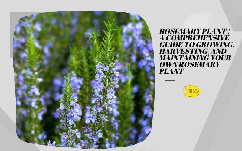 How often do i water my rosemary plant