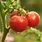 How Much Water Do Tomato Plants Need?