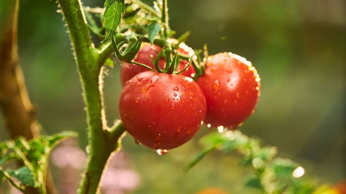 How much water to tomato plants need