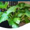 How Often Do You Water Elephant Ear Plant?