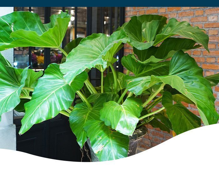 How often do you water elephant ear plant