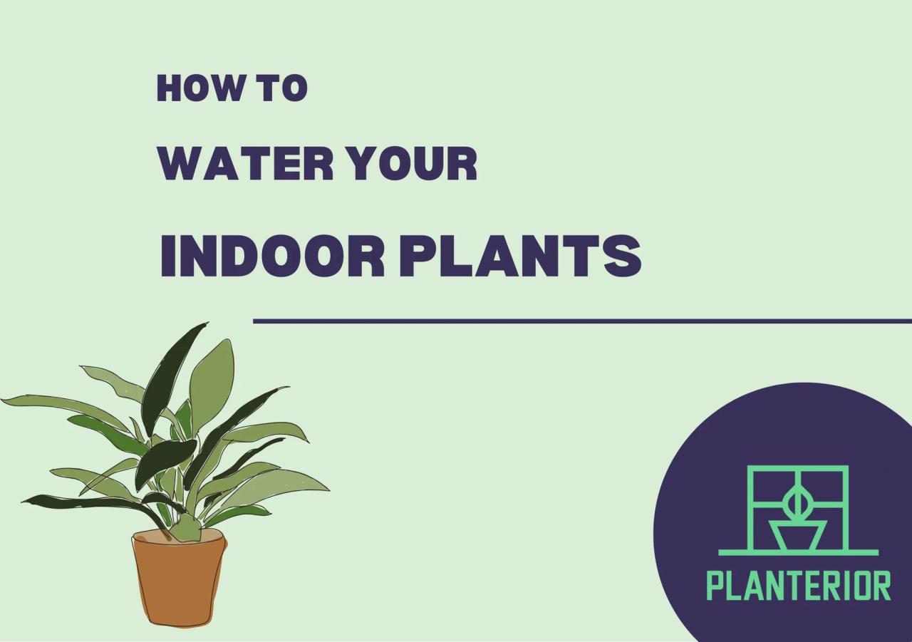 How much water to give indoor plants