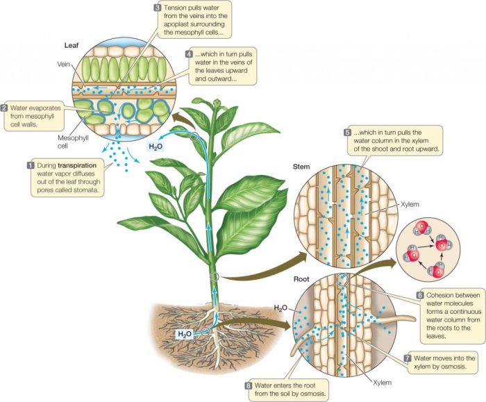 Transport water plants nutrient biology notes figure