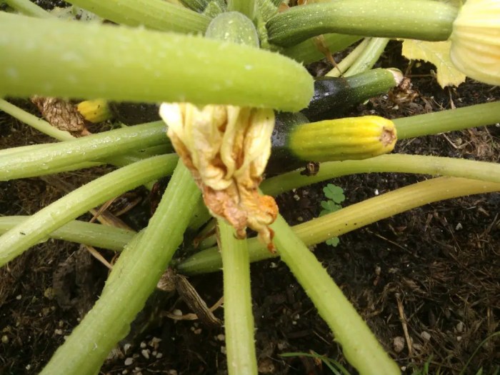 How often do i water my zucchini plants