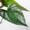 How Often Do You Water Anthurium Plants?